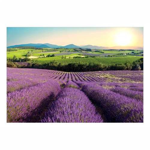Samoljepljiva foto tapeta - Lavender Field 245x175 Cijena