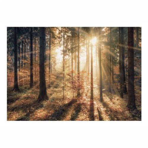 Samoljepljiva foto tapeta - Autumnal Forest 98x70 Cijena