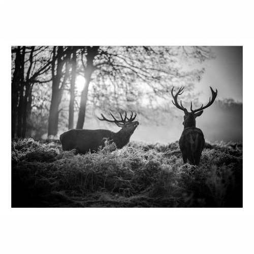 Samoljepljiva foto tapeta - Deers in the Morning 98x70 Cijena