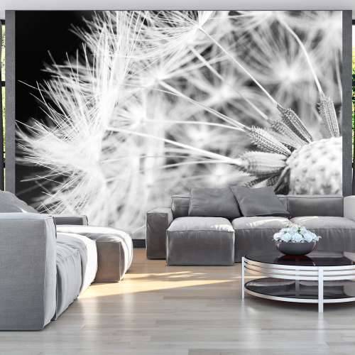 Foto tapeta - Black and white dandelion 100x70 Cijena