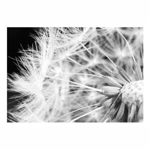 Foto tapeta - Black and white dandelion 200x140 Cijena