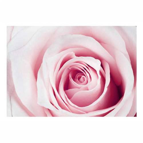 Foto tapeta - Rose maze 250x175 Cijena
