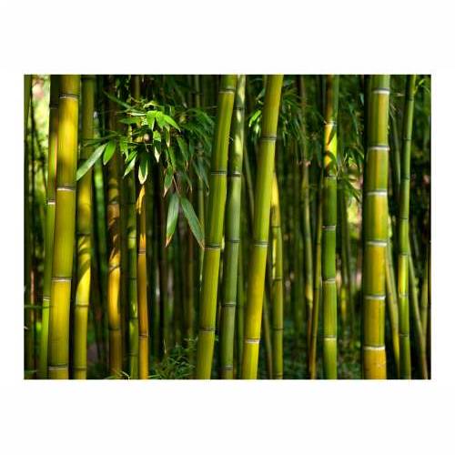 Foto tapeta - Asian bamboo forest 200x154 Cijena