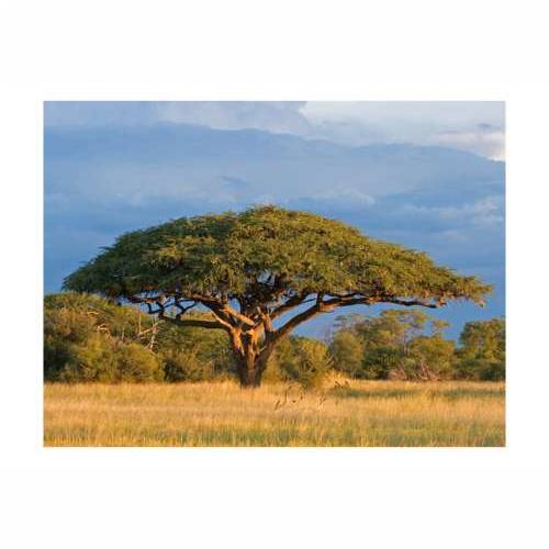 Foto tapeta - African acacia tree, Hwange National Park, Zimbabwe 200x154 Cijena