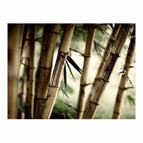 Foto tapeta - Fog and bamboo forest 250x193 Cijena