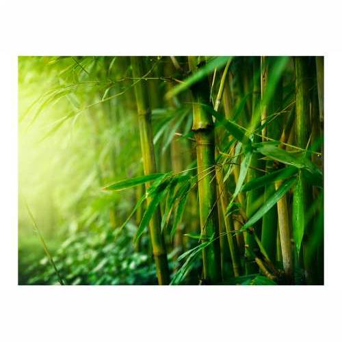 Foto tapeta - jungle - bamboo 200x154 Cijena