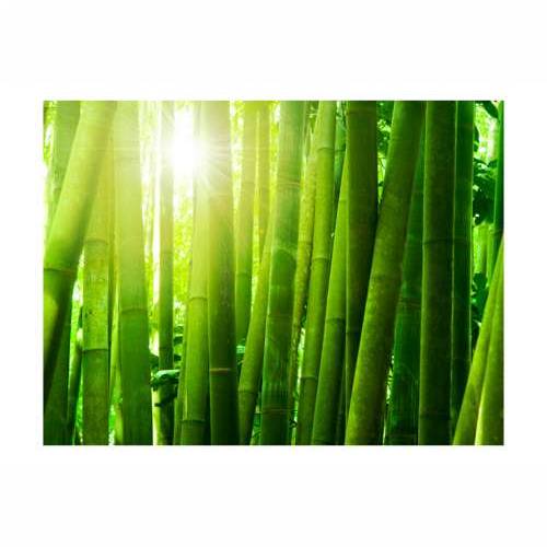 Foto tapeta - Sun and bamboo 350x270 Cijena