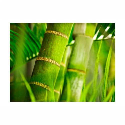 Foto tapeta - bamboo - detail 200x154 Cijena