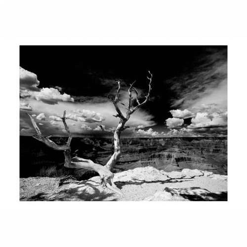 Foto tapeta - Grand Canyon tree 200x154 Cijena