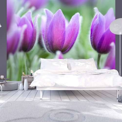 Foto tapeta - Purple spring tulips 200x154 Cijena