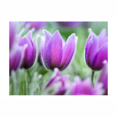 Foto tapeta - Purple spring tulips 250x193 Cijena