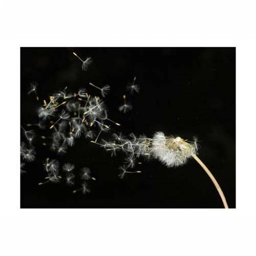 Foto tapeta - Dandelion seeds carried by the wind 250x193 Cijena