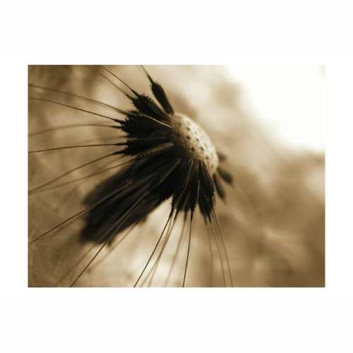 Foto tapeta - dandelion - sepia 200x154 Cijena
