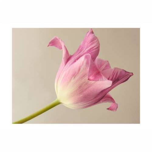 Foto tapeta - Pink tulip 300x231 Cijena