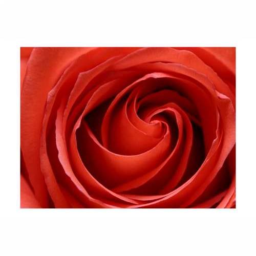 Foto tapeta - Awakening rose 400x309 Cijena