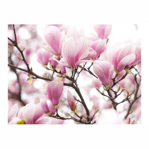 Foto tapeta - Magnolia bloosom 250x193 Cijena