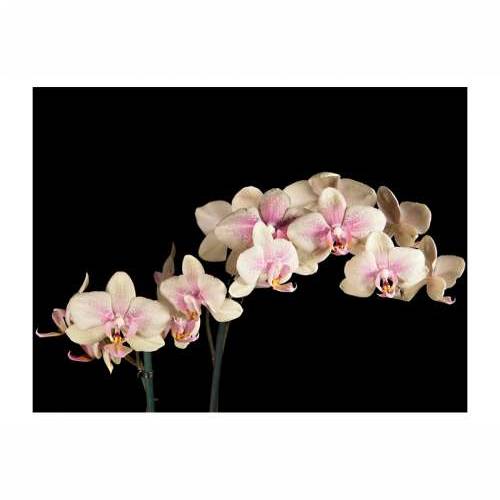 Foto tapeta - Blooming orchid 300x231 Cijena