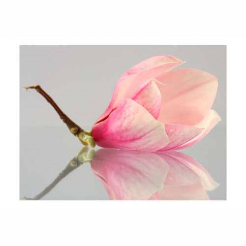 Foto tapeta - A lonely magnolia flower 350x270 Cijena