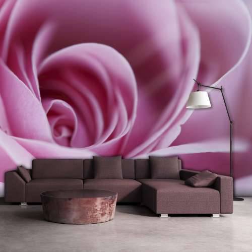 Foto tapeta - Pink rose 250x193 Cijena