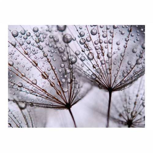 Foto tapeta - Dandelion and morning dew 200x154 Cijena