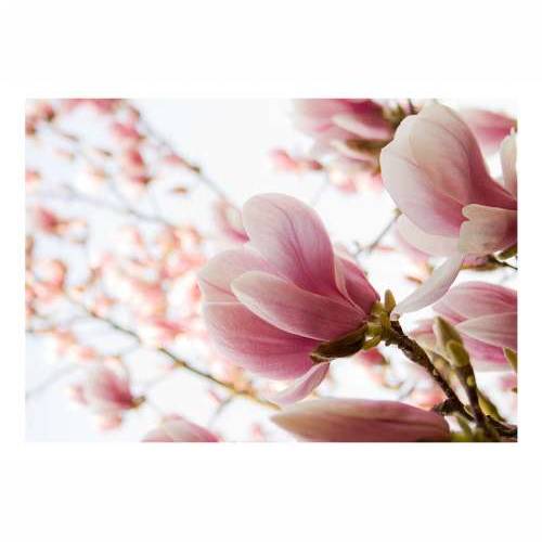 Foto tapeta - Pink magnolia 350x270 Cijena