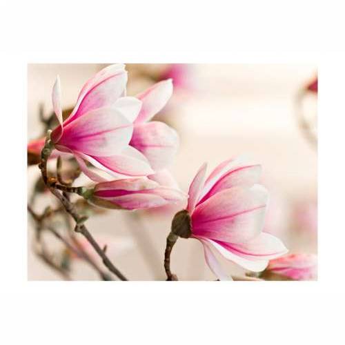 Foto tapeta - Branch of magnolia tree 200x154 Cijena