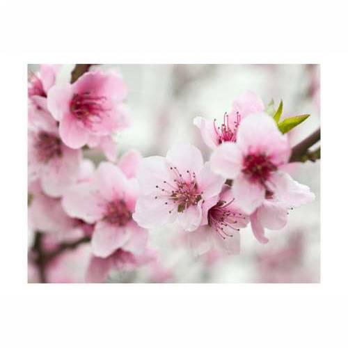 Foto tapeta - Spring, blooming tree - pink flowers 200x154 Cijena