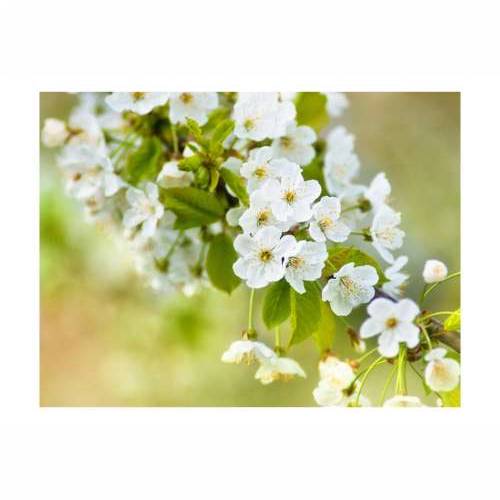 Foto tapeta - Beautiful delicate cherry blossoms 200x154 Cijena