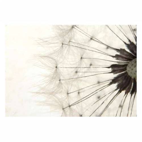 Foto tapeta - White Dandelion 100x70 Cijena