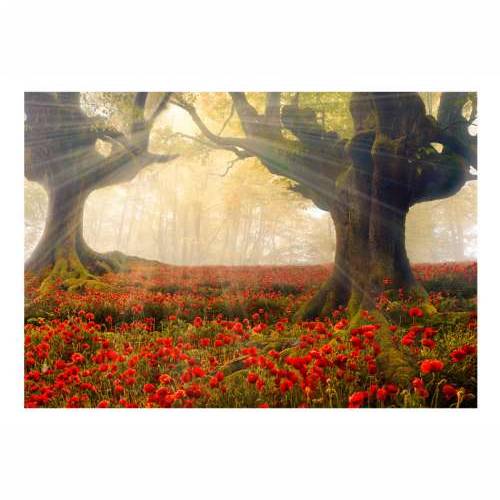 Foto tapeta - Morning among poppies 250x175 Cijena
