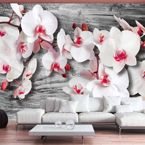 Foto tapeta - Callous orchids 100x70 Cijena