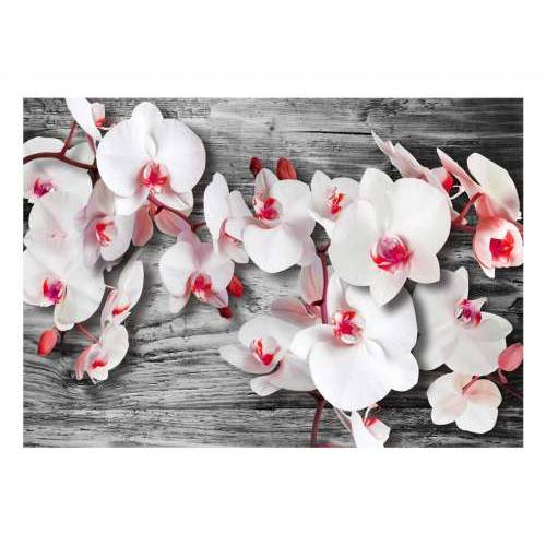 Foto tapeta - Callous orchids 100x70 Cijena