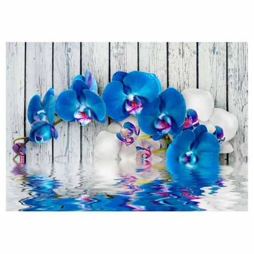 Foto tapeta - Cobaltic orchid 100x70 Cijena