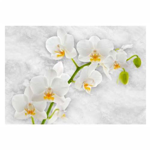 Foto tapeta - Lyrical orchid - White 400x280 Cijena