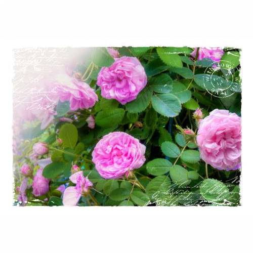 Foto tapeta - Summer garden 250x175 Cijena