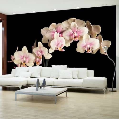 Foto tapeta - Blooming orchid 450x270