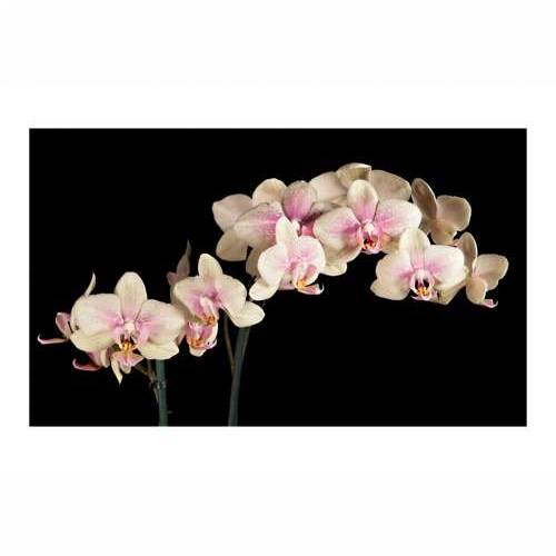 Foto tapeta - Blooming orchid 450x270 Cijena