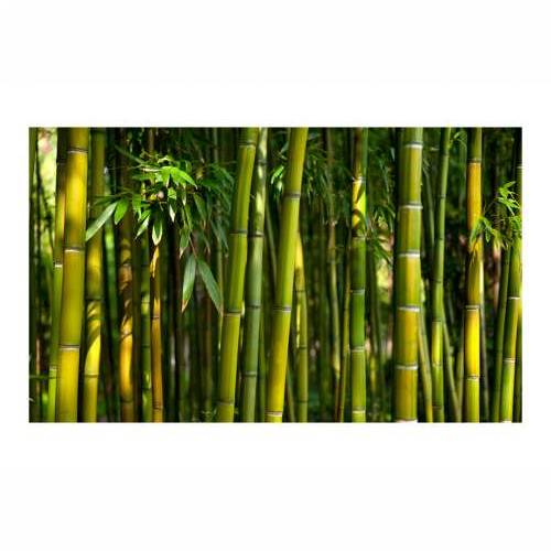 Foto tapeta - Asian bamboo forest 450x270 Cijena