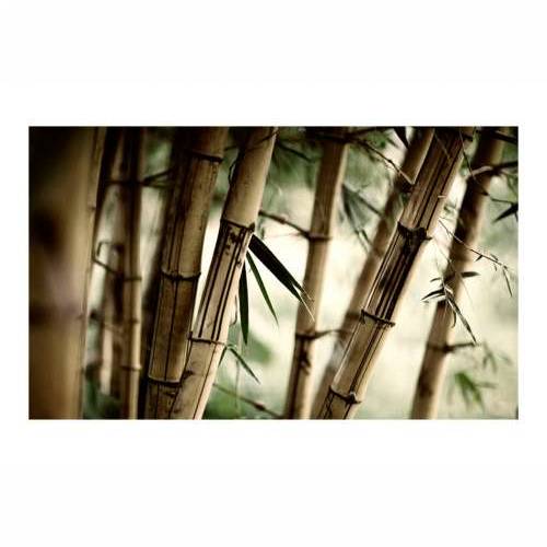 Foto tapeta - Fog and bamboo forest 450x270 Cijena