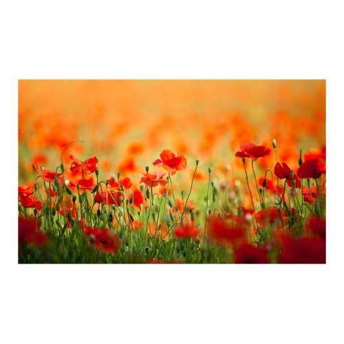 Foto tapeta - Poppies in shiny summer day 450x270 Cijena