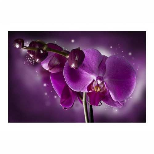 Foto tapeta - Fairy tale and orchid 450x270 Cijena
