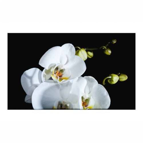 Foto tapeta - Phalaenopsis 450x270 Cijena
