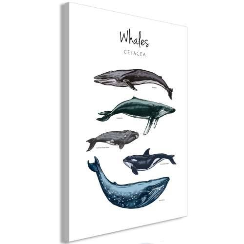 Slika - Whales (1 Part) Vertical 40x60 Cijena