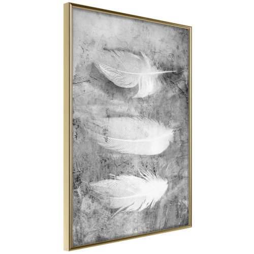 Poster - Delicate Feathers 40x60 Cijena