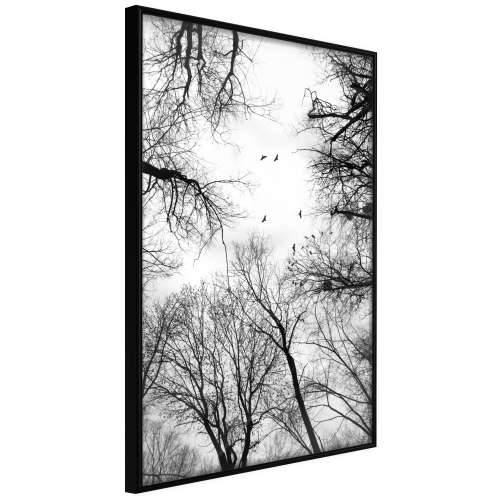 Poster - Treetops 20x30