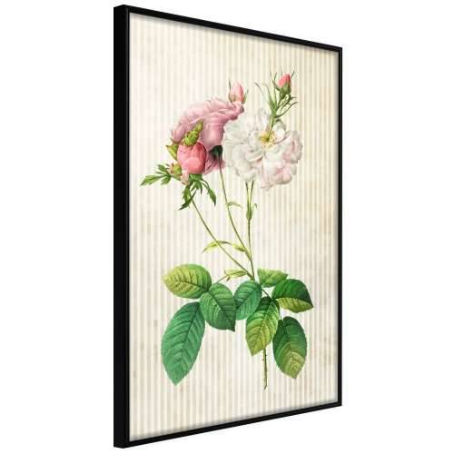 Poster - Romance I 40x60 Cijena