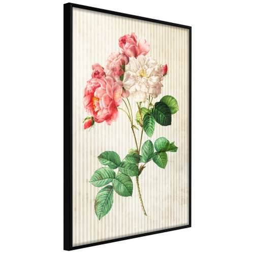 Poster - Romance II 40x60 Cijena