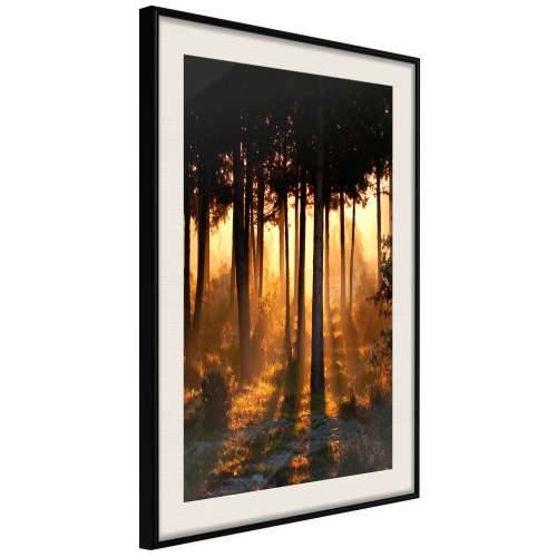 Poster - Dark Tree Tops 40x60