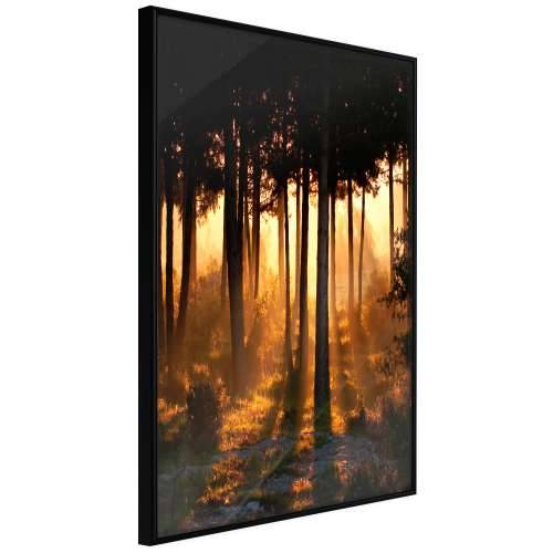 Poster - Dark Tree Tops 30x45 Cijena
