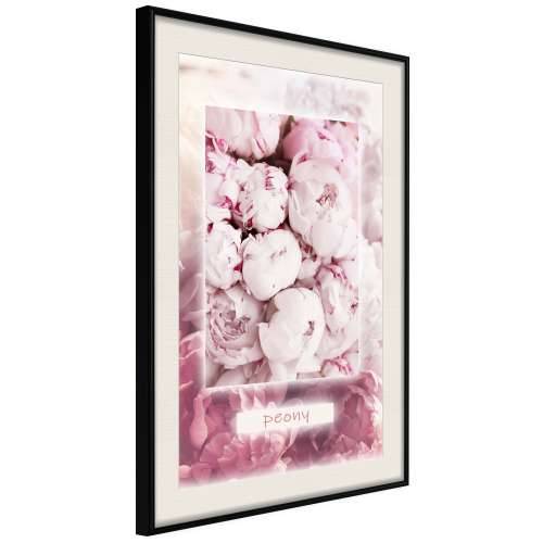 Poster - Scent of Peonies 40x60